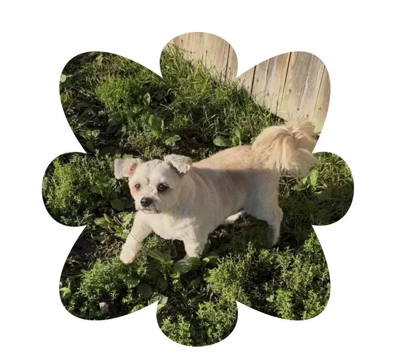 An adult small-sized male Shih Tzu dog named Bandit for adoption in Chillicothe, MO