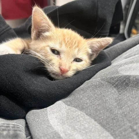A baby small-sized male Orange / Red Domestic Short Hair cat named CheezIt for adoption in Los Angeles, CA