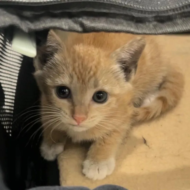 CheezIt thumbnail 3