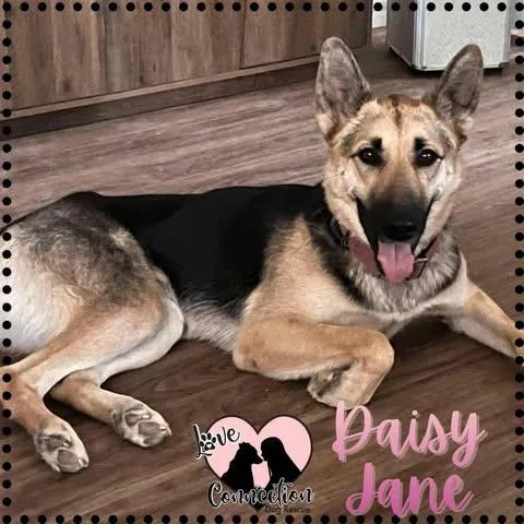 A young medium-sized female Golden German Shepherd Dog dog named Daisy for adoption in Gilbert, AZ