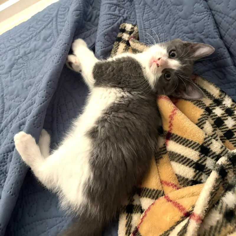 A baby small-sized male Gray / Blue / Silver Domestic Short Hair cat named Newton for adoption in Long Beach, CA