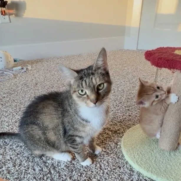 A young medium-sized female American Shorthair cat named Alley Cat for adoption in Sellersburg, IN