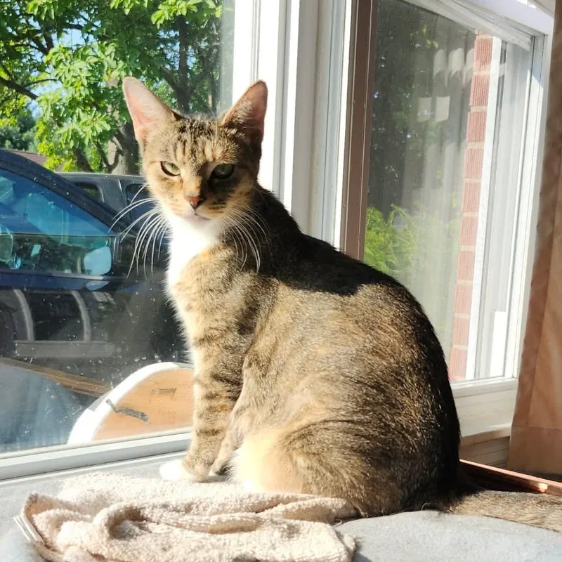 Alley Cat thumbnail 3