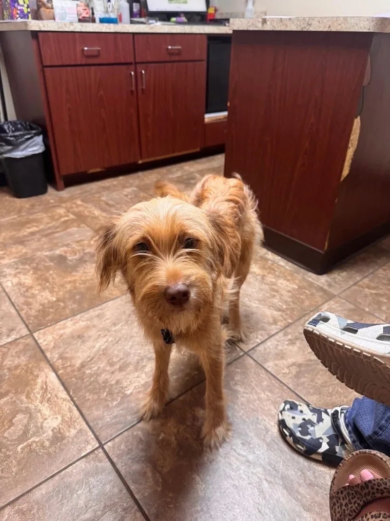 A young medium-sized female German Wirehaired Pointer dog named Lemon for adoption in New Baltimore, MI