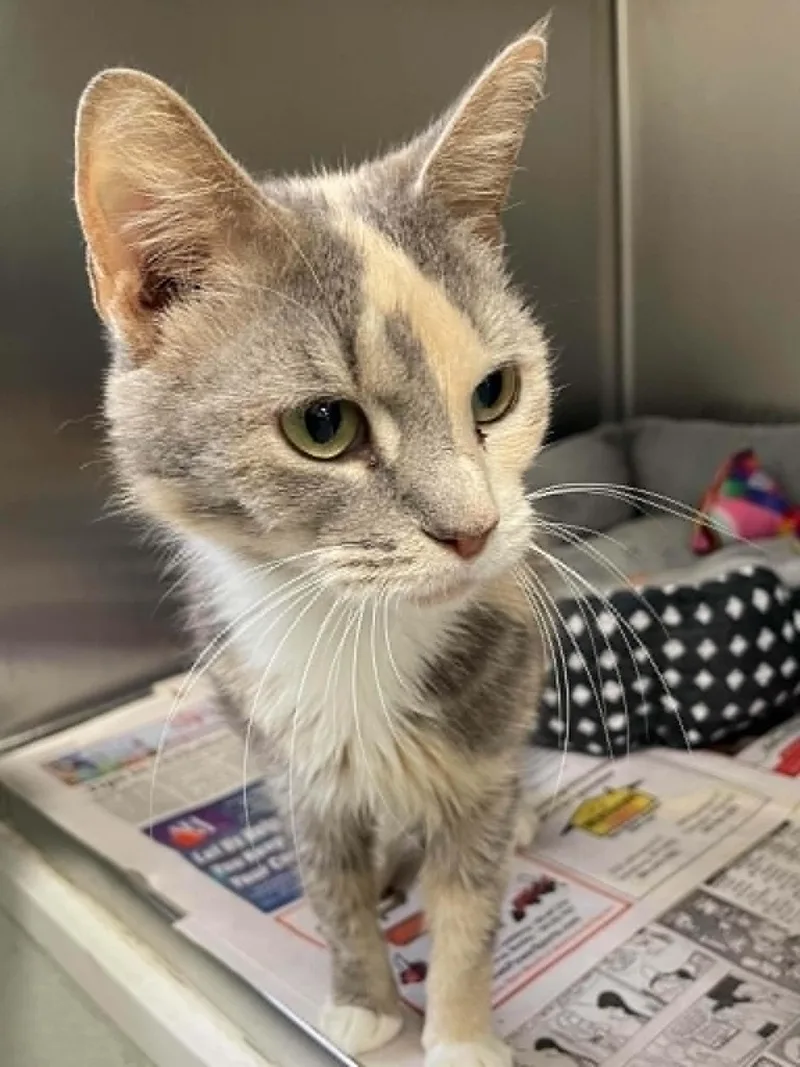 An adult medium-sized female Domestic Short Hair cat named Mavis for adoption in Covington, VA