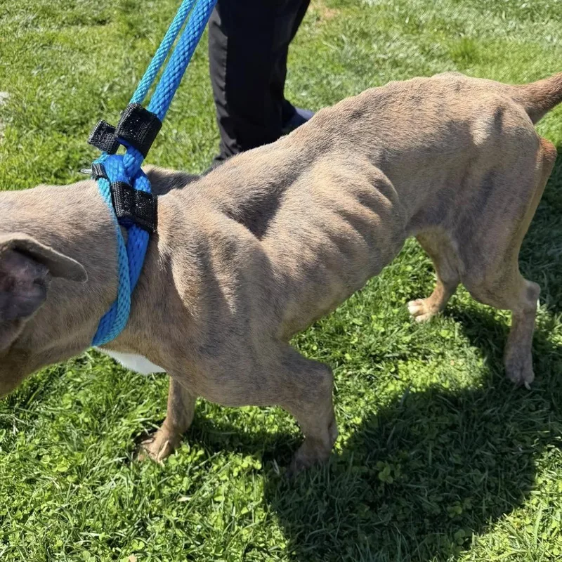 An adult medium-sized male Brown / Chocolate Pit Bull Terrier dog named Bluey for adoption in Phoenix, MD