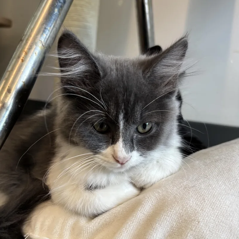 A young medium-sized female Gray & White Domestic Medium Hair cat named Rumi for adoption in Evanston, IL