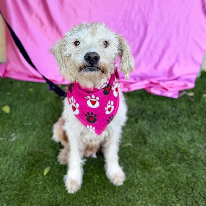 An adult small-sized female White / Cream Maltese dog named Elsa for adoption in Rowland Heights, CA