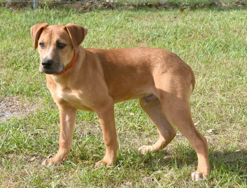A baby medium-sized male Black Mouth Cur dog named Kevin for adoption in Kingsland, GA