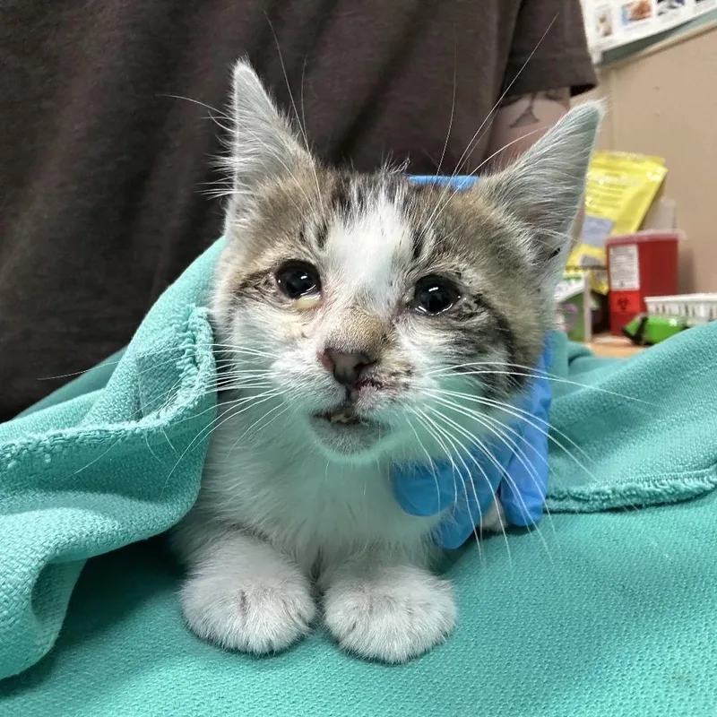 A baby small-sized male Brown / Chocolate Domestic Short Hair cat named Mountain Dew for adoption in Tacoma, WA