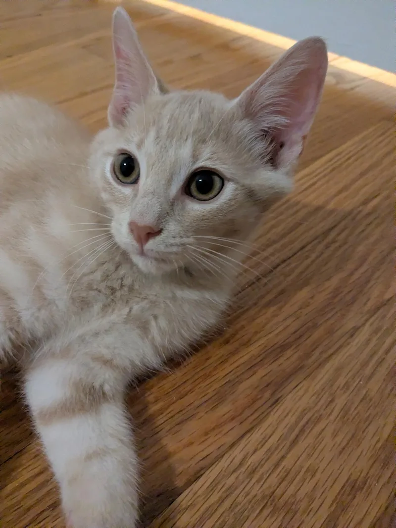 A baby small-sized male Tabby cat named Tanner and Marble for adoption in Bear, DE
