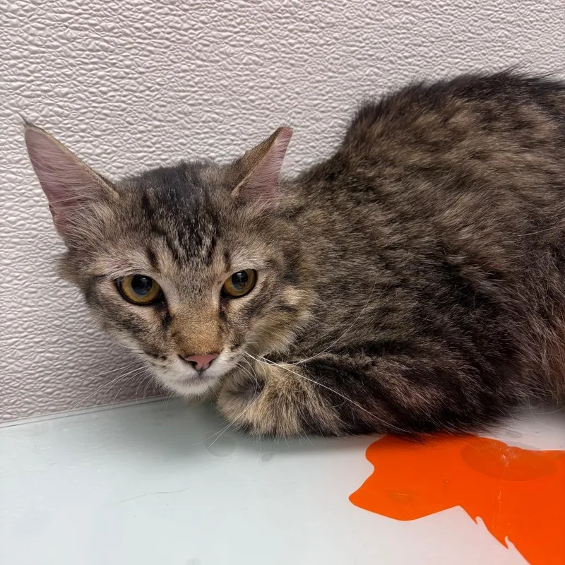 A young medium-sized male Brown / Chocolate Domestic Short Hair cat named Poh for adoption in Albuquerque, NM