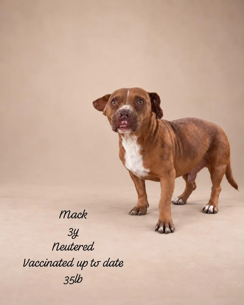 An adult medium-sized male Brown / Chocolate Boxer dog named Mack for adoption in New York, NY