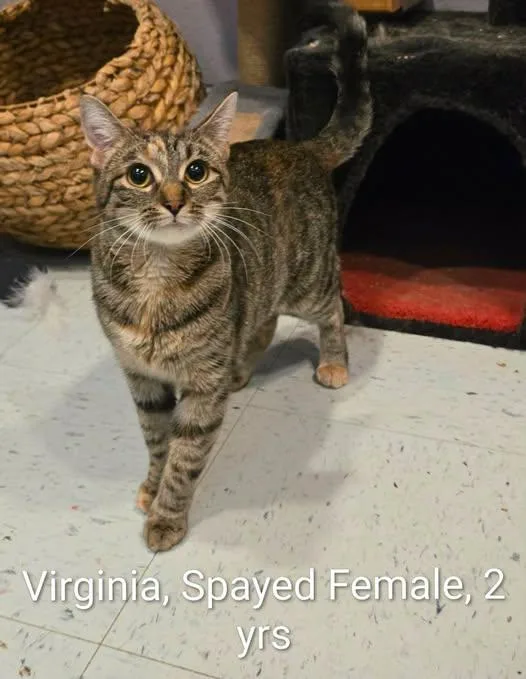 An adult medium-sized female Tabby (Gray / Blue / Silver) Domestic Short Hair cat named Virginia for adoption in Amherst, VA
