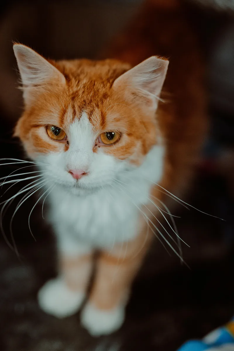A young medium-sized female Orange & White Tabby cat named Gloriana for adoption in Le Mars, IA