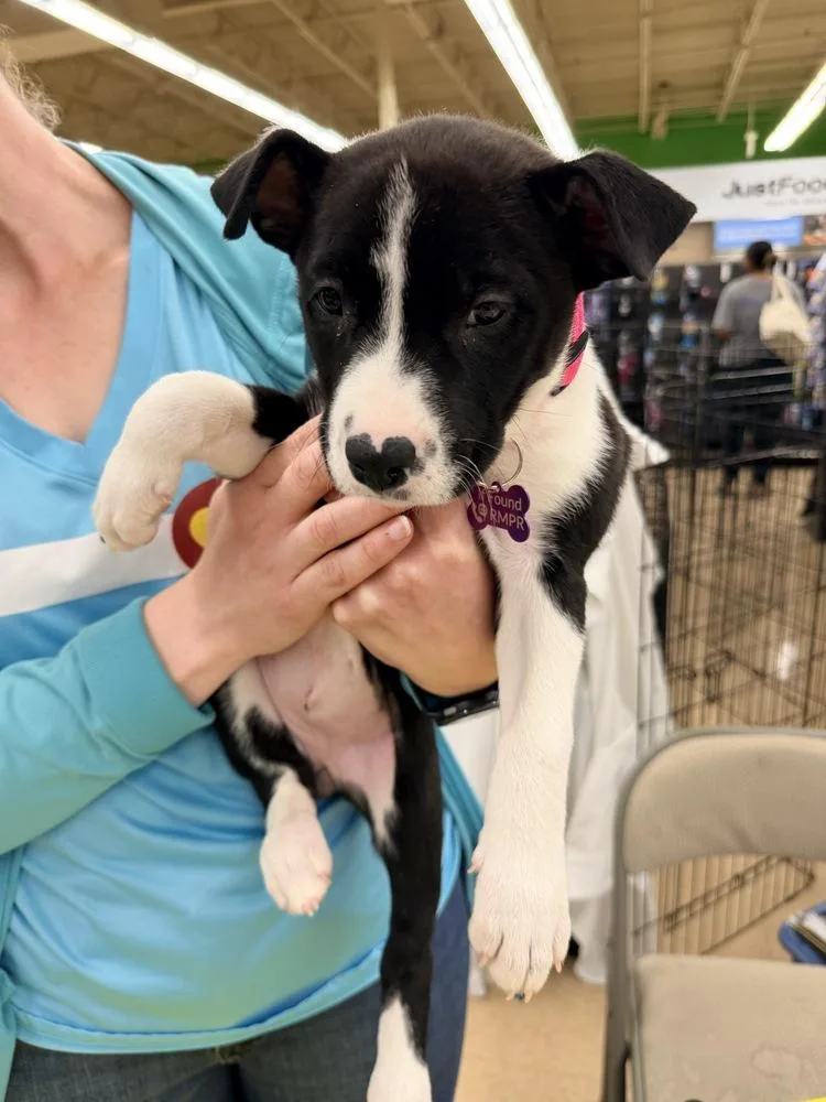A baby small-sized female Shepherd dog named Kiwi for adoption in Broomfield, CO