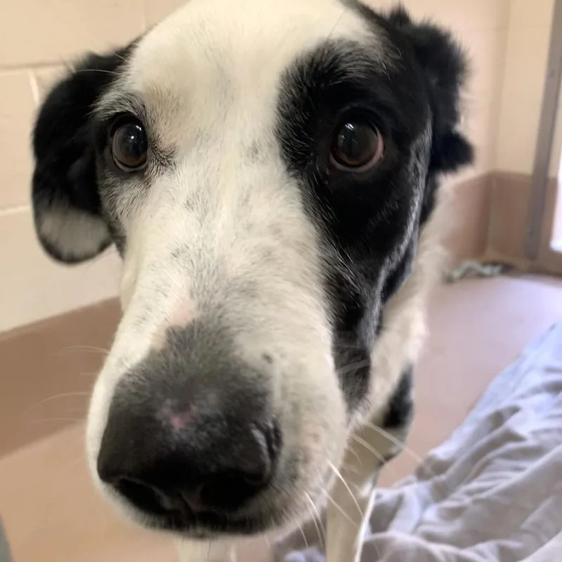 An adult small-sized female Mixed Breed dog named Trouble for adoption in Reno, NV