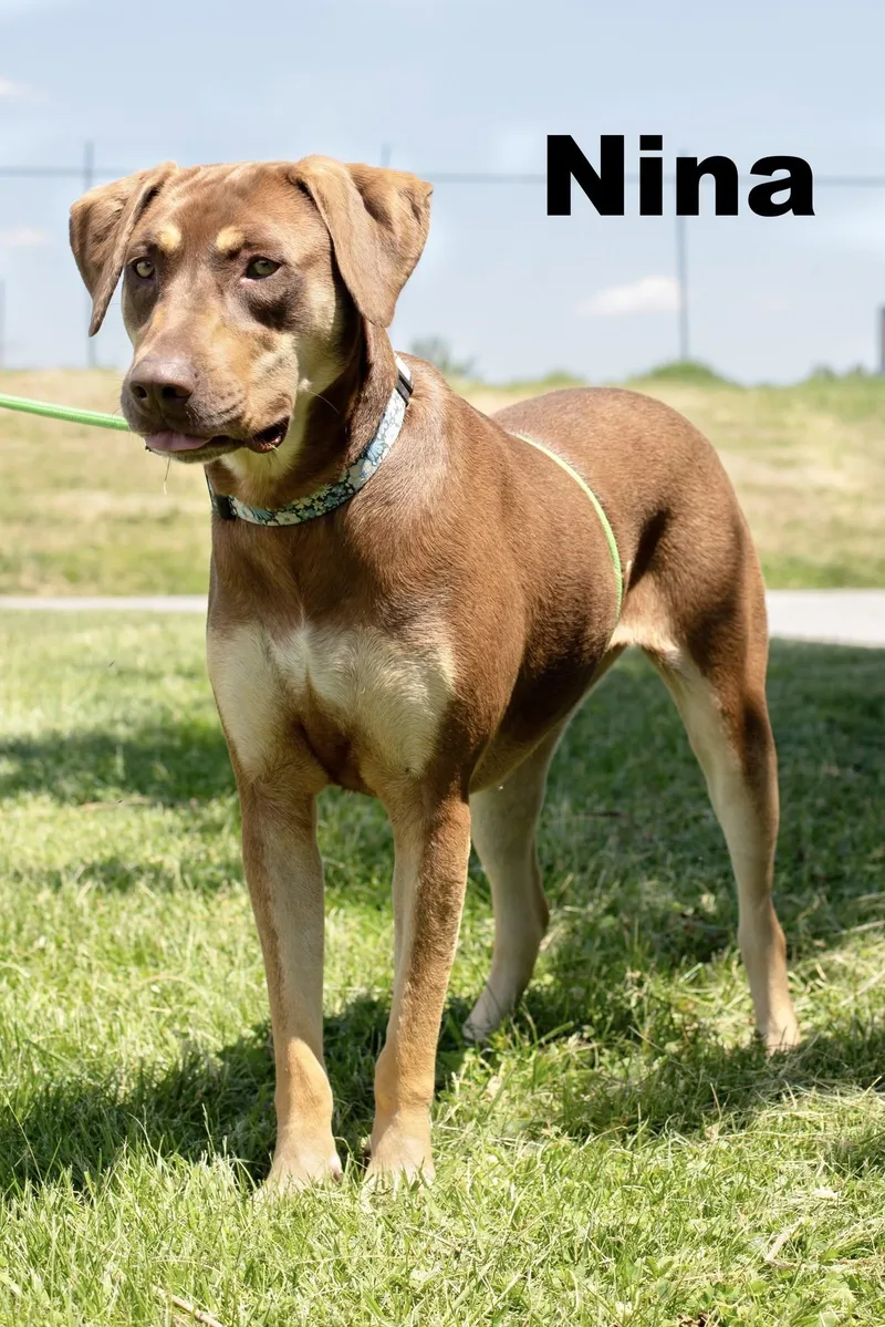 A young medium-sized female Red / Chestnut / Orange Mixed Breed dog named Nina for adoption in Macomb, IL