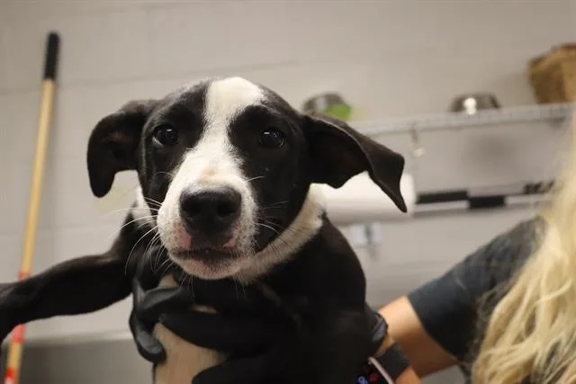 A young small-sized female Mixed Breed dog named Alivia for adoption in Columbia, SC