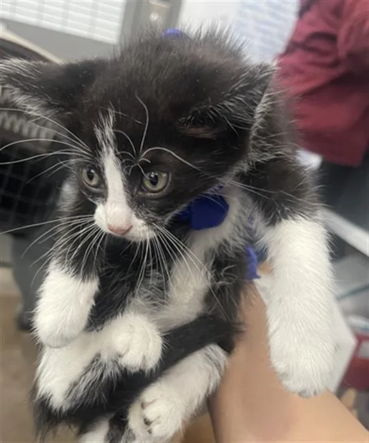 A baby medium-sized female Domestic Short Hair cat named Bailey for adoption in Dallas, TX