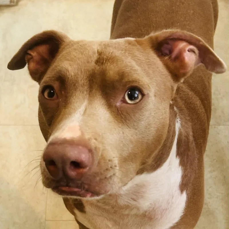 An adult small-sized female Red / Chestnut / Orange Pit Bull Terrier dog named Lady for adoption in Lynchburg, VA