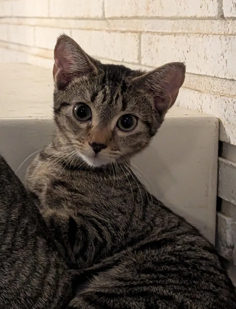 A young medium-sized female Domestic Short Hair cat named Veronica for adoption in Pompano Beach, FL