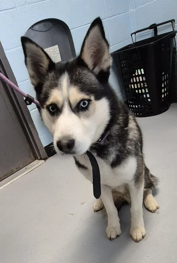 An adult medium-sized male Siberian Husky dog named Pen  Jimmy for adoption in Lawrenceville, GA