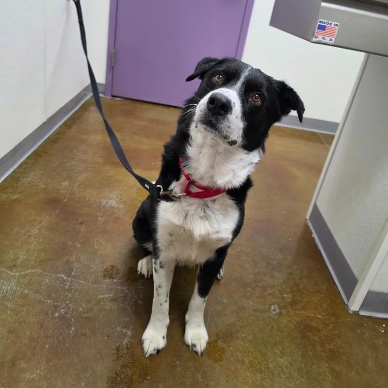 An adult large-sized male Black Bernese Mountain Dog dog named Barrington for adoption in Albuquerque, NM