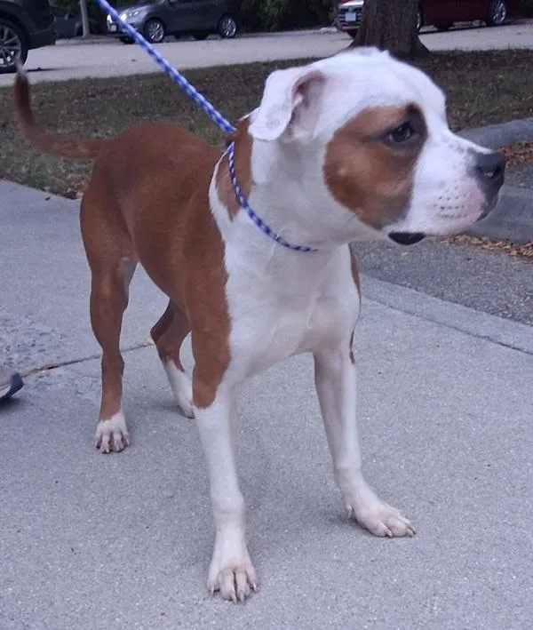 A young medium-sized male Pit Bull Terrier dog named Ken for adoption in Virginia Beach, VA