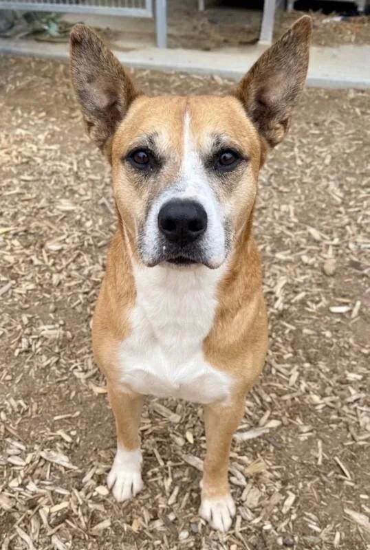 An adult medium-sized male Boxer dog named Ray for adoption in Windsor, CO