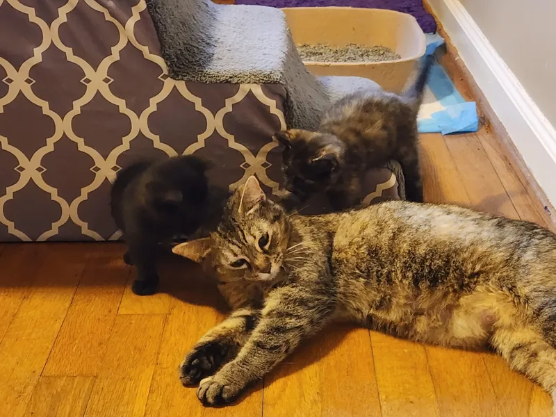 An adult medium-sized female Tabby (Brown / Chocolate) Domestic Short Hair cat named Sara Lee for adoption in Marietta, GA