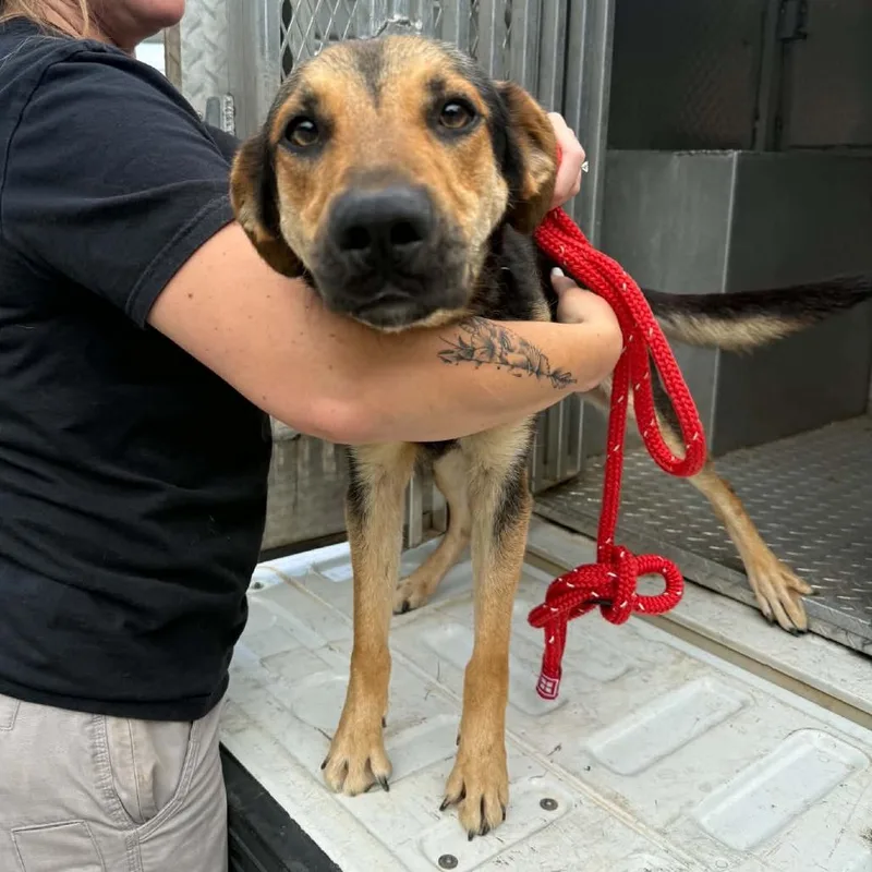 An adult medium-sized female Black Mixed Breed dog named Suzie for adoption in Hamilton, GA