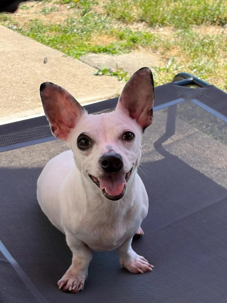An adult small-sized female Chihuahua dog named Mona for adoption in Walnutport, PA