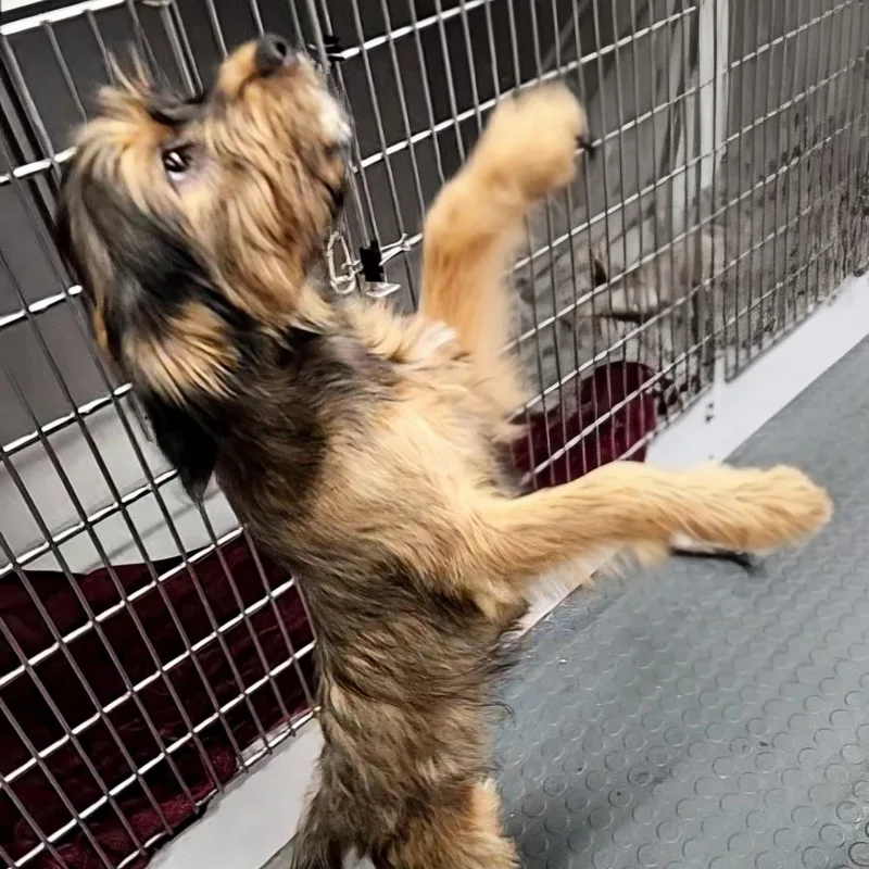 A baby small-sized male Bicolor Yorkshire Terrier dog named Benji for adoption in CORPUS CHRISTI, TX