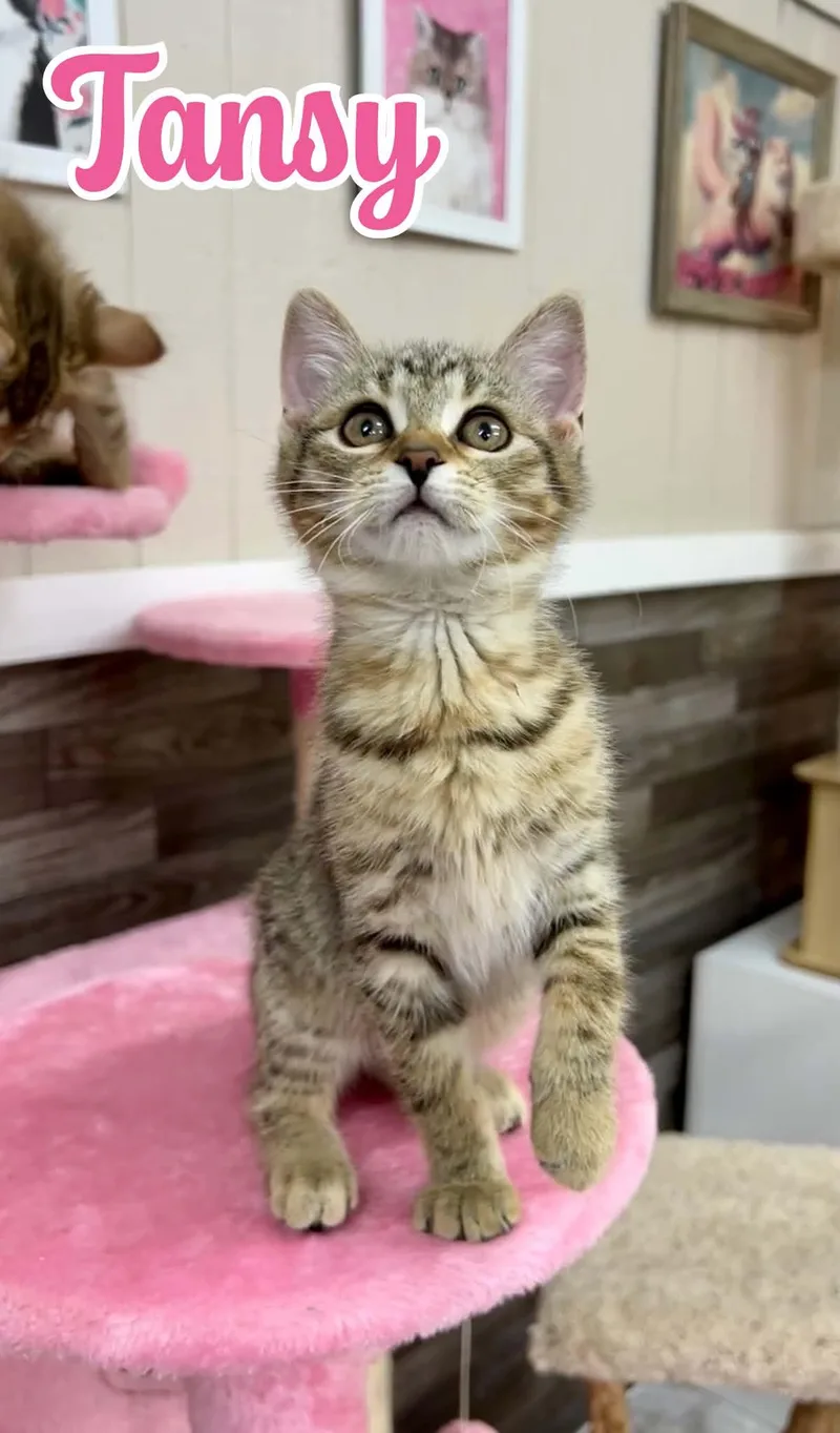 A young medium-sized female Tabby (Brown / Chocolate) Domestic Medium Hair cat named Tansy for adoption in Akron, OH
