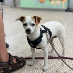 An adult small-sized female White / Cream Chihuahua dog named Anina for adoption in Bullhead City, AZ