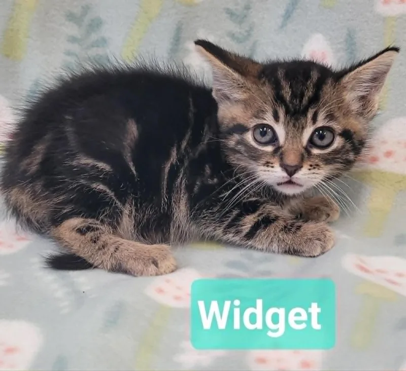 A baby small-sized male Domestic Short Hair cat named Widget for adoption in Richmond, IN