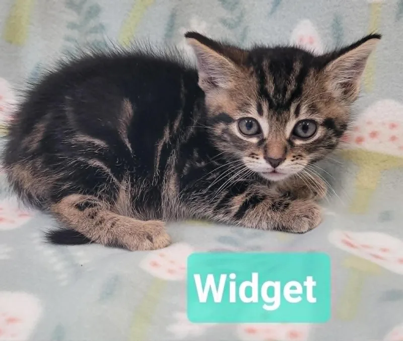 Widget thumbnail 2