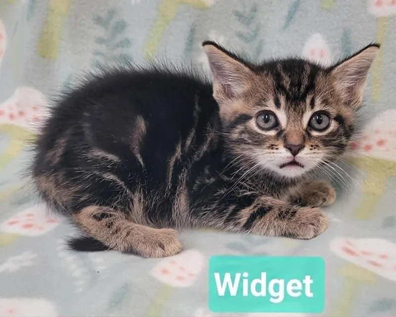 Widget thumbnail 5