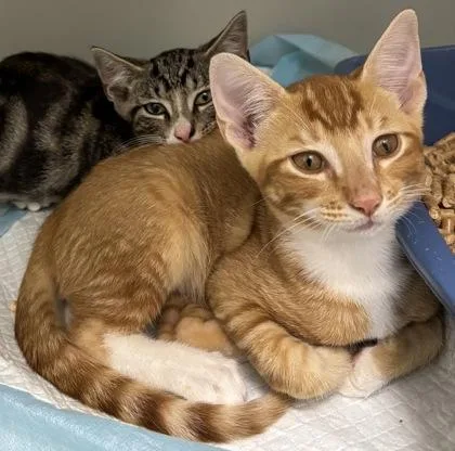 A baby small-sized male Domestic Short Hair cat named 1042-26 for adoption in Cumming, GA