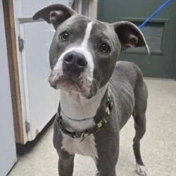 An adult medium-sized male Gray / Blue / Silver Pit Bull Terrier dog named Dog for adoption in Bullhead City, AZ