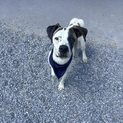 An adult medium-sized female Boxer dog named Sunshine for adoption in Marion, NC