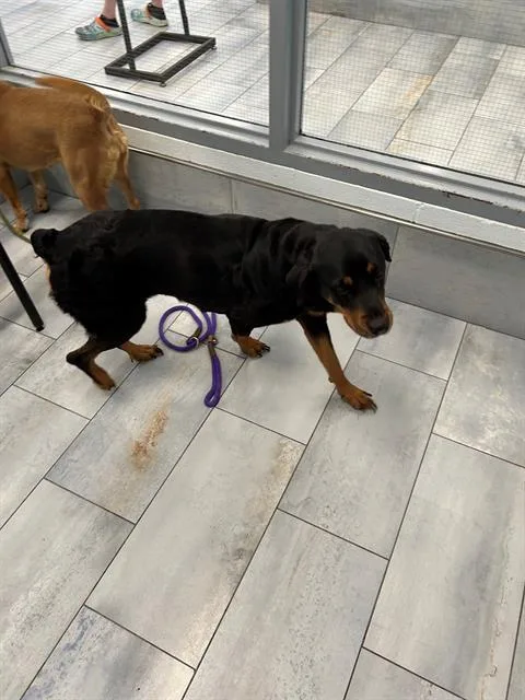 An adult large-sized female Rottweiler dog named Princess for adoption in Charlotte, NC