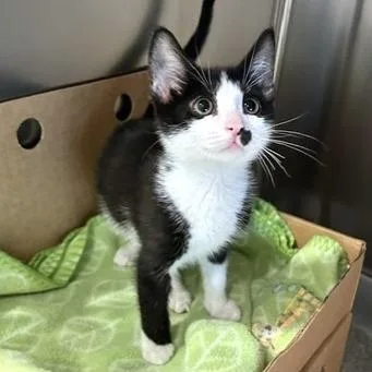 A baby small-sized male Black Domestic Short Hair cat named Cortland for adoption in Novelty, OH