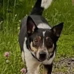 A young medium-sized male Tricolor (Brown, Black, & White) Australian Cattle Dog / Blue Heeler dog named Skippy for adoption in Dyer, IN