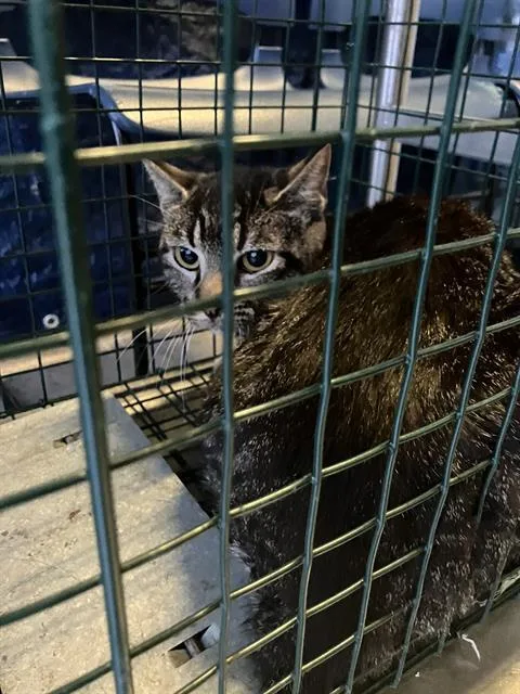 A young medium-sized female Domestic Short Hair cat named Ranger for adoption in Dallas, TX