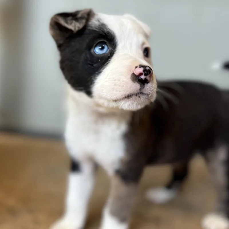 Primrose thumbnail 2