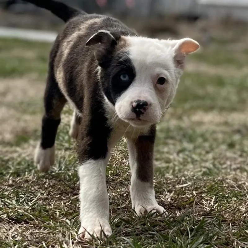 Primrose thumbnail 3