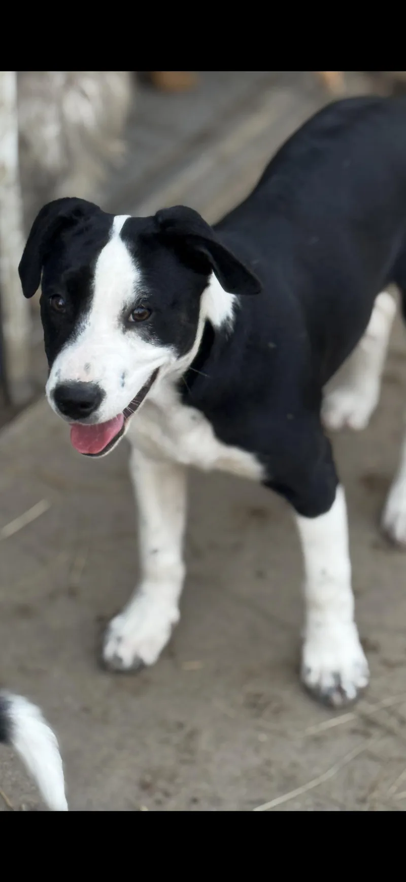 A baby medium-sized female White / Cream Border Collie dog named Iris for adoption in Hallsville, MO