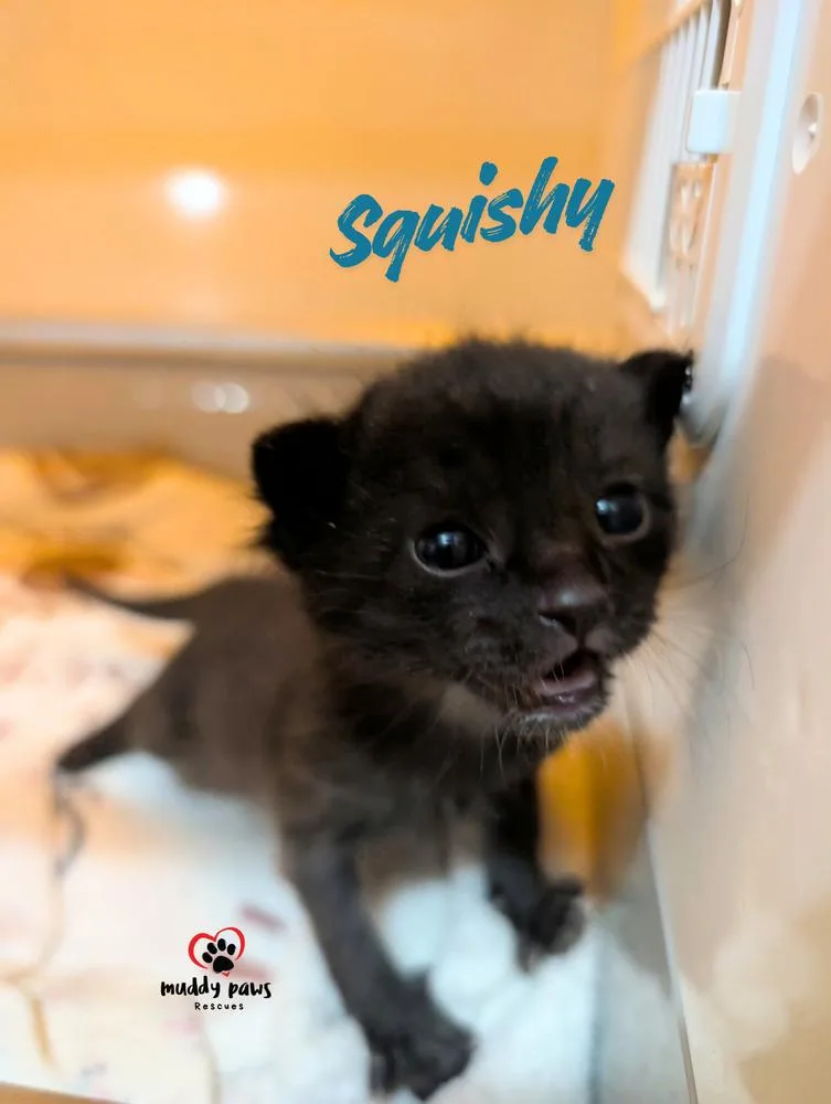 A baby small-sized female Black Domestic Short Hair cat named Nemo Litter: Squishy for adoption in Council Bluffs, IA
